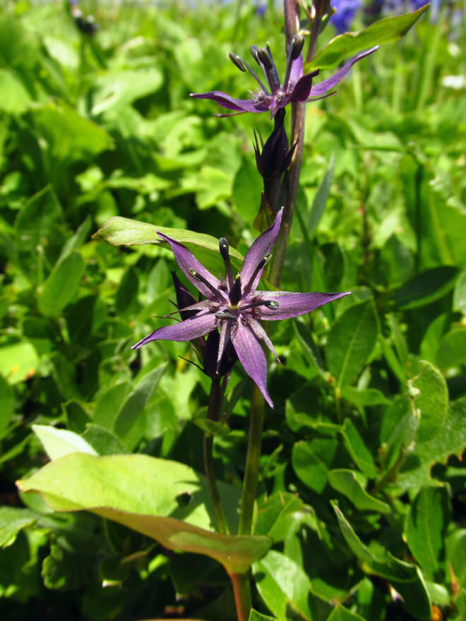 Image of Swertia baicalensis Popov