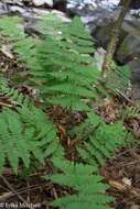 Image of mountain woodfern