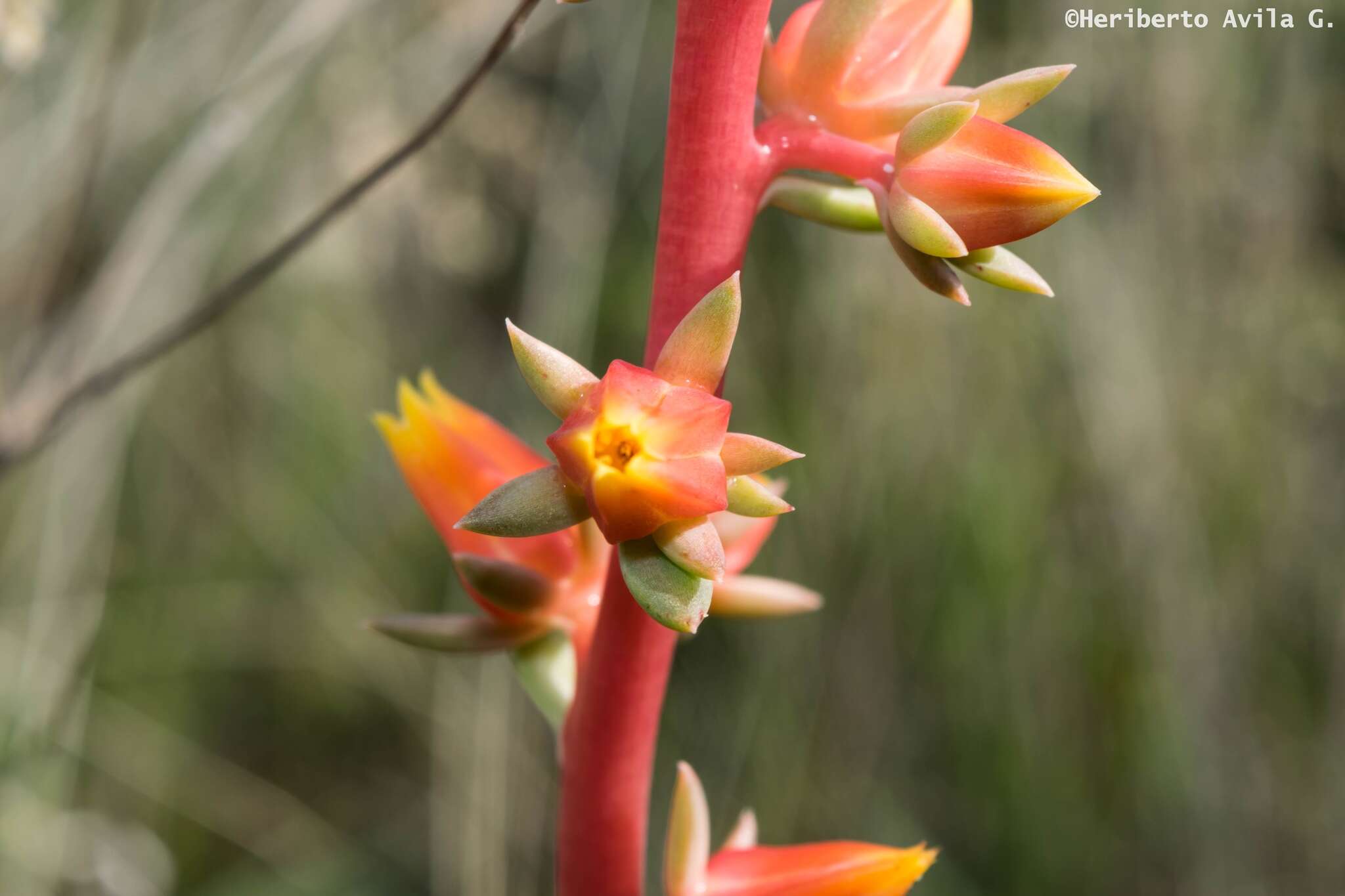 Image of Echeveria mucronata Schltdl.