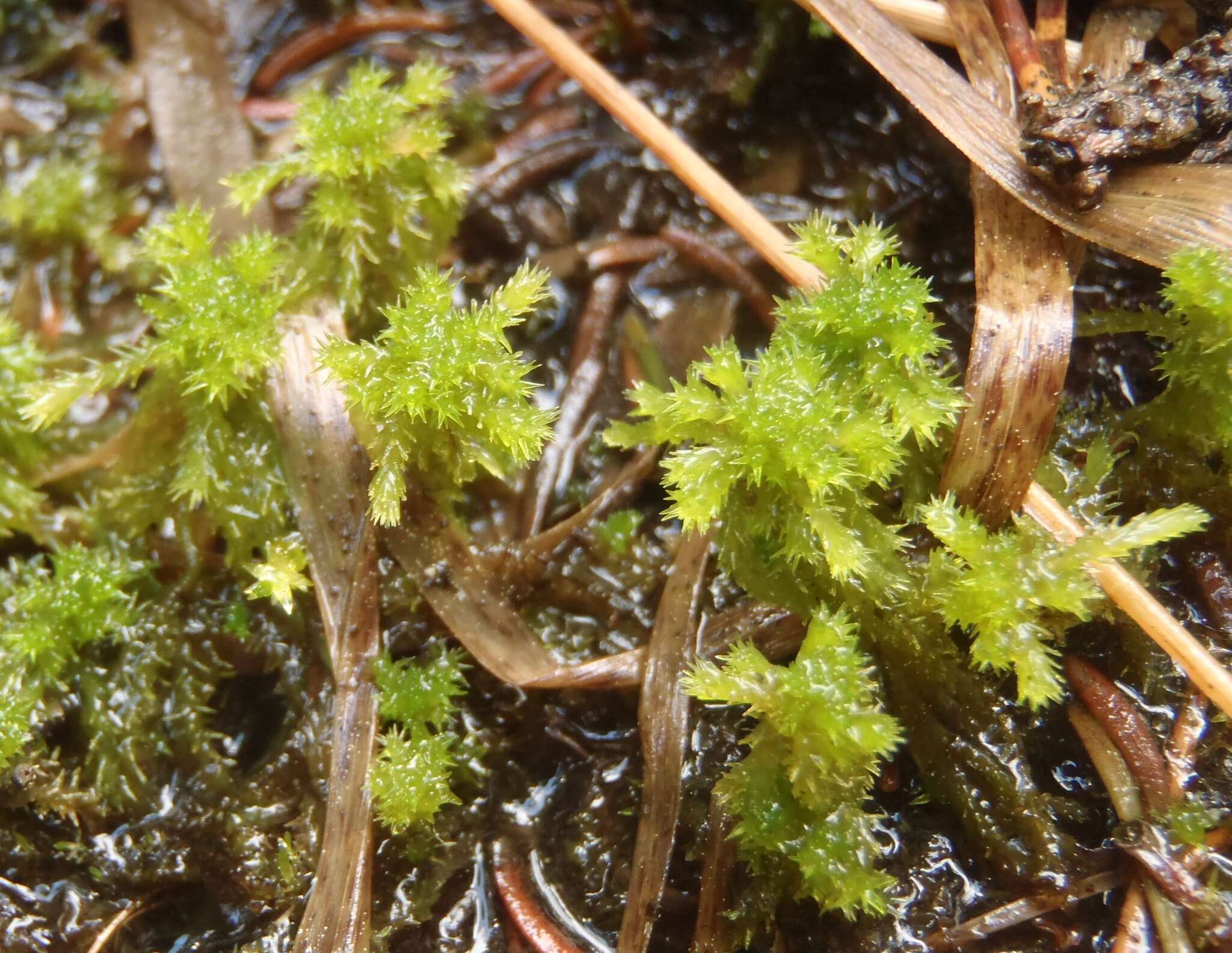 Image of Low sphagnum moss