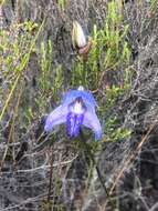 Image of Early blue Disa