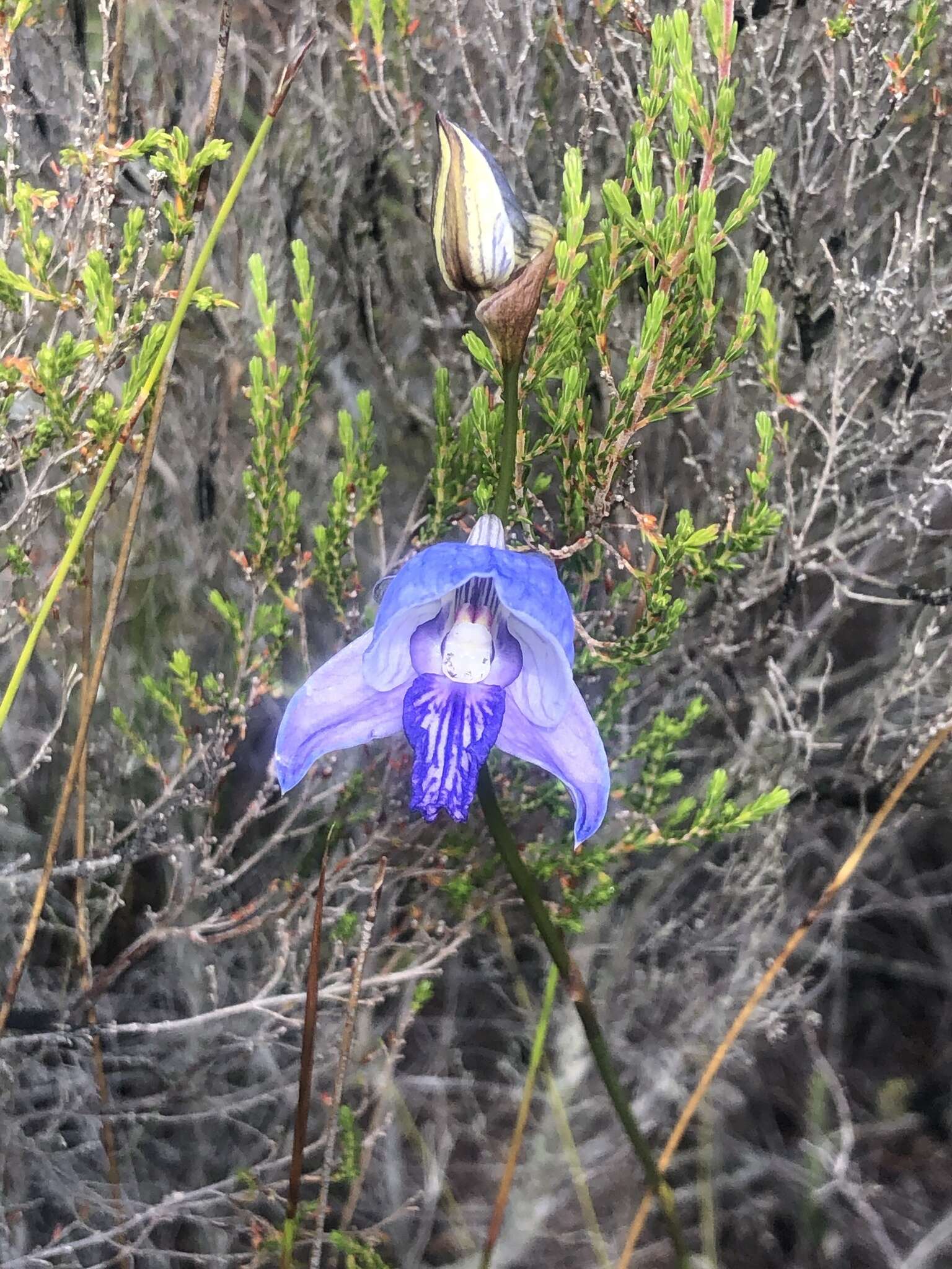 Image of Early blue Disa