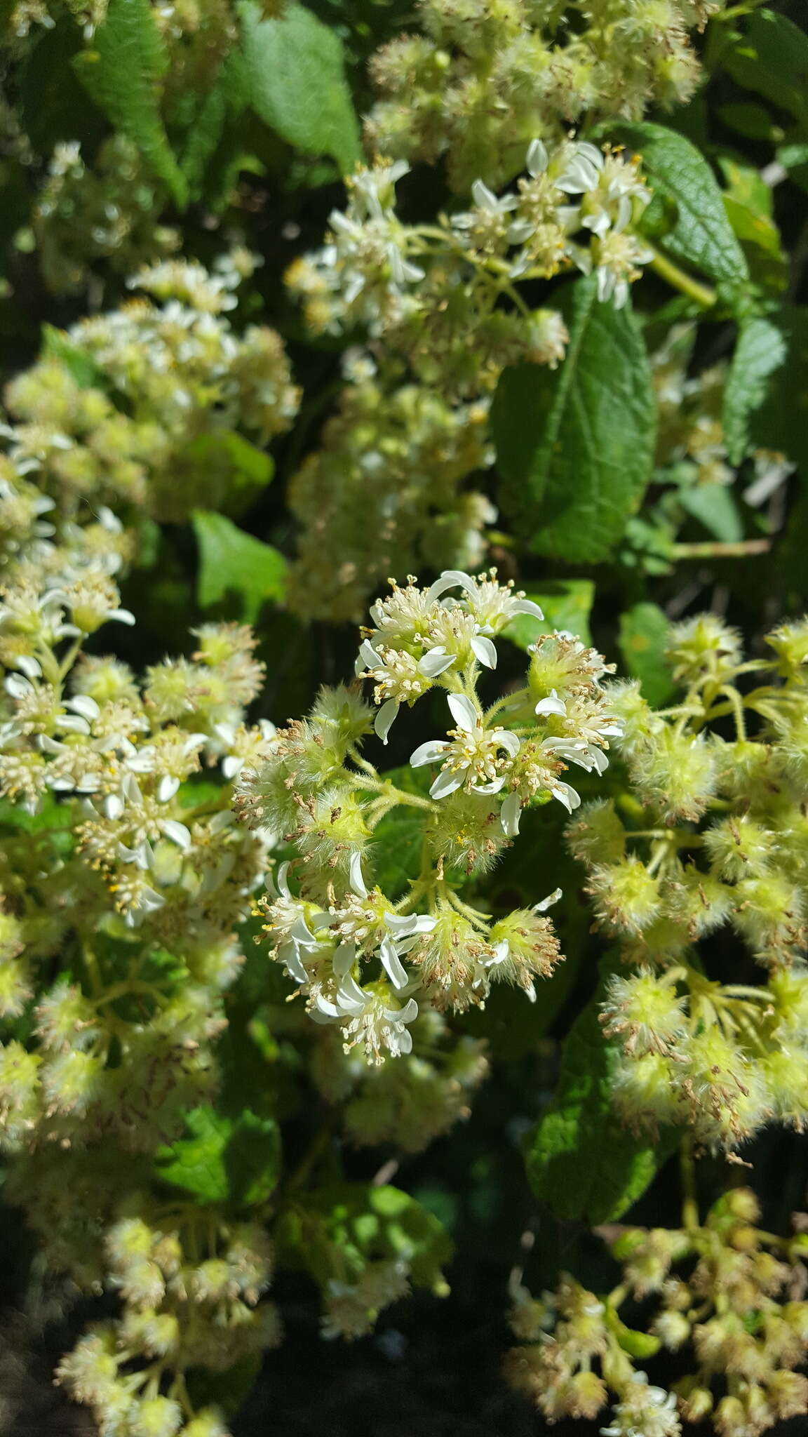 Image of Montanoa tomentosa var. microcephala (Sch. Bip.) B. L. Turner