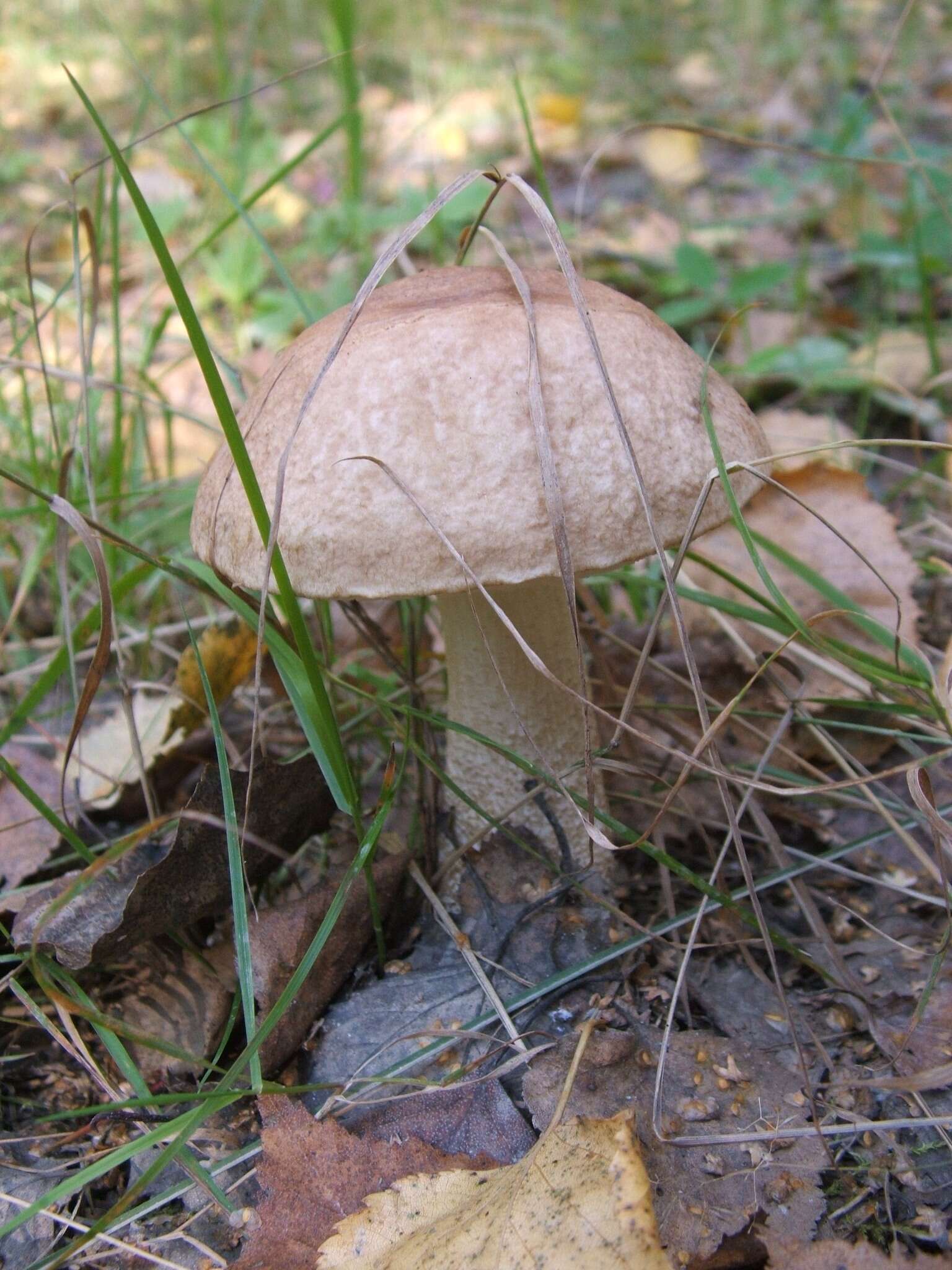 Image de Leccinum cyaneobasileucum Lannoy & Estadès 1991