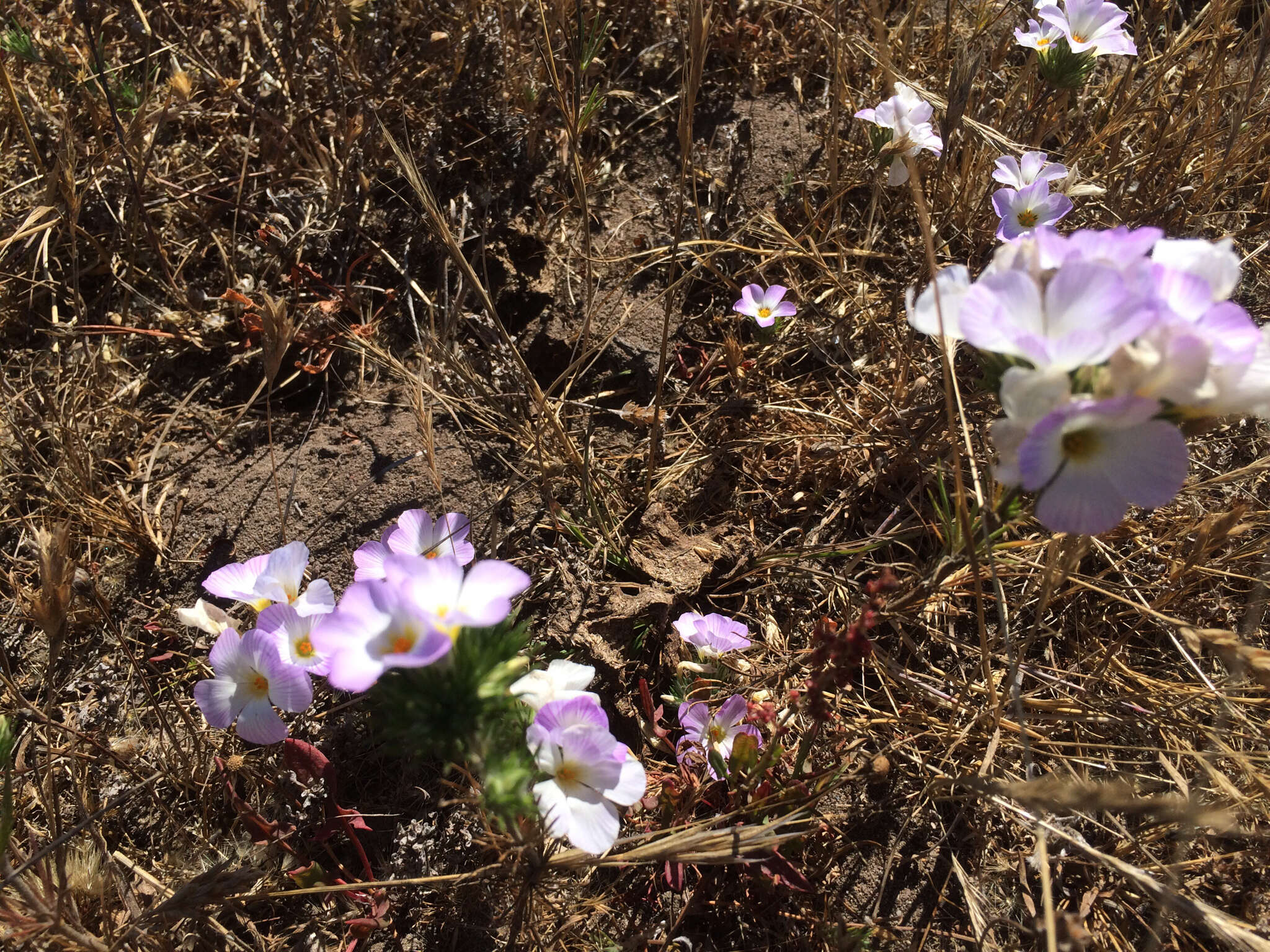 Image of largeflower linanthus