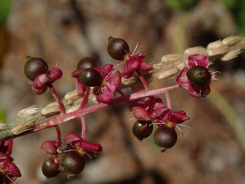 Image of Hoopvine