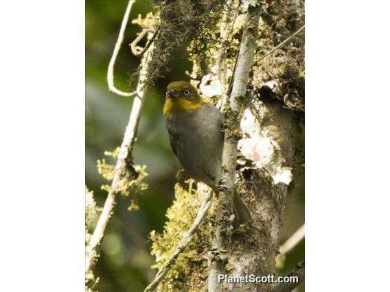 Слика од Chlorospingus parvirostris Chapman 1901