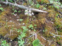 Image of arctic sweet coltsfoot