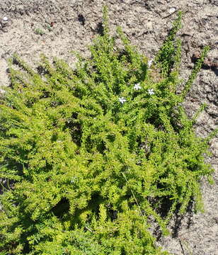 Image of Wahlenbergia thunbergii (Schult.) B. Nord.