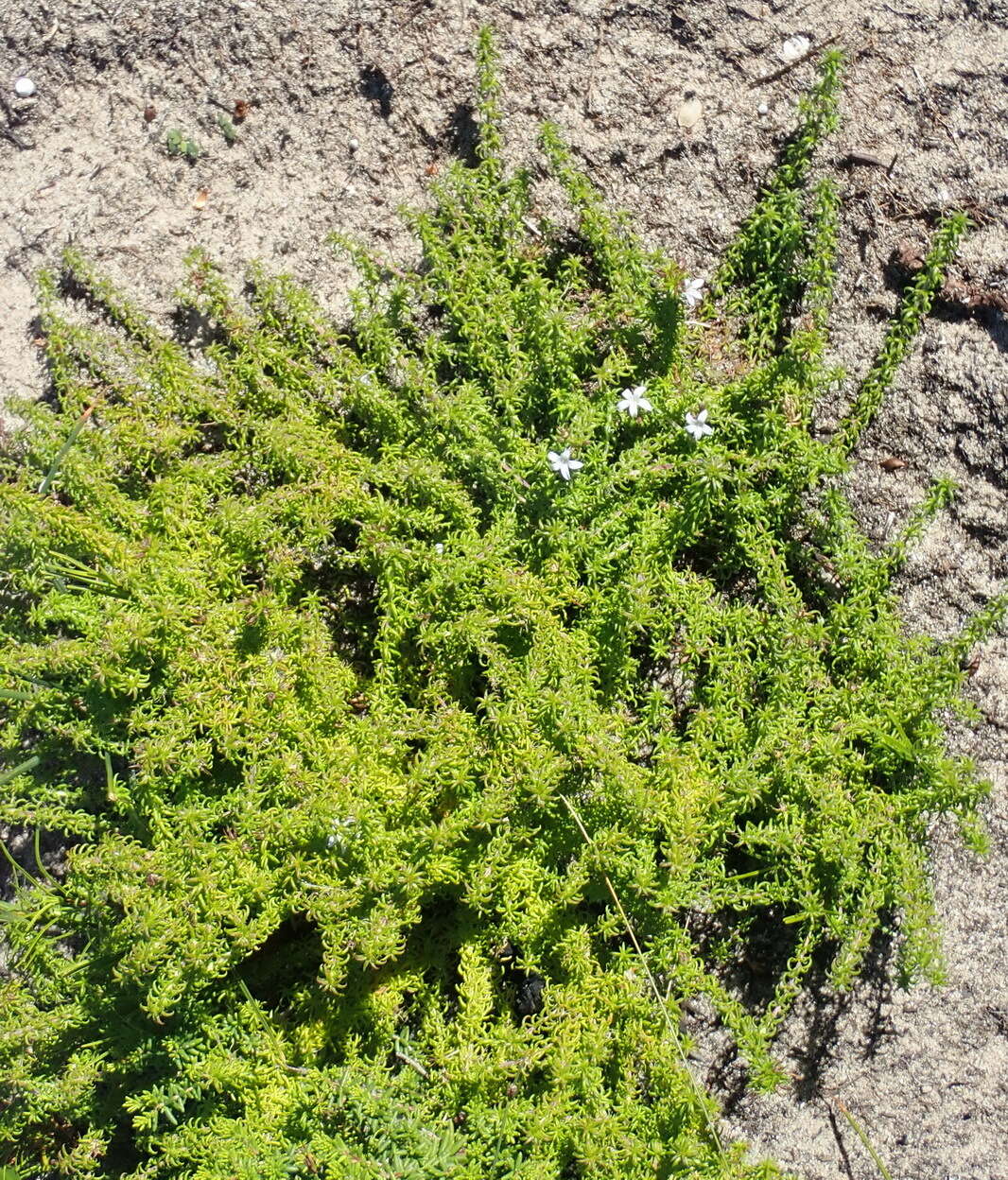 Image of Wahlenbergia thunbergii (Schult.) B. Nord.