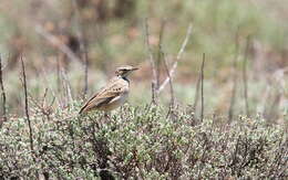 Image of Mountain Pipit