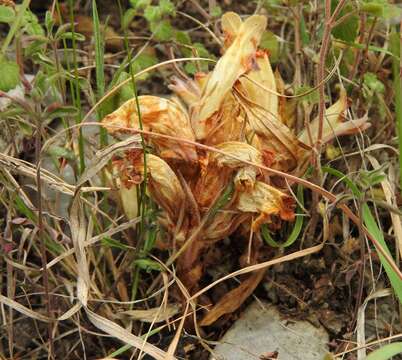 Image of Louisiana broomrape