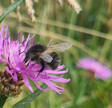 Image of <i>Bombus pascuorum mniorum</i> Fabricius 1776