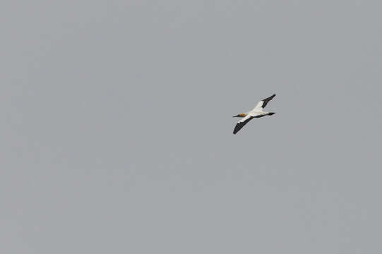 Image of Cape Gannet