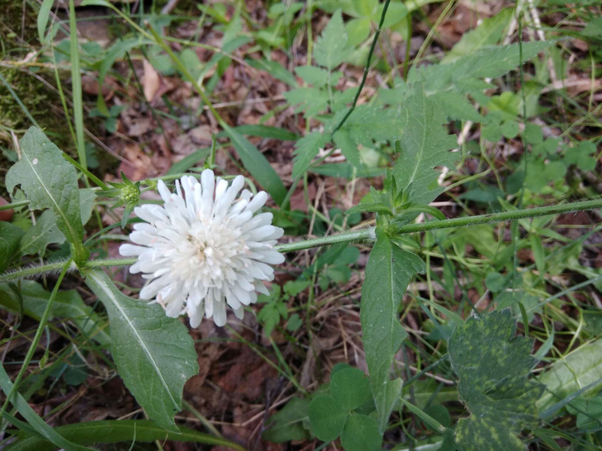 صورة Knautia tatarica (L.) Szabó