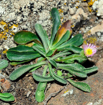 Image of Erigeron major (Boiss.) Vierh.