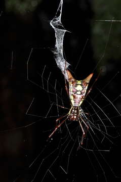 Image of Micrathena spinosa (Linnaeus 1758)