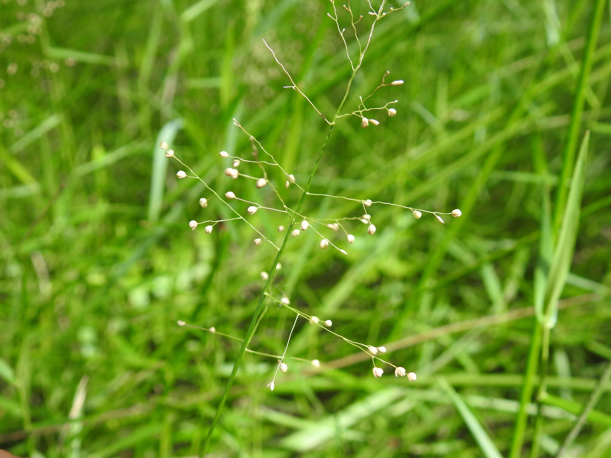 Image of Swamp Millet