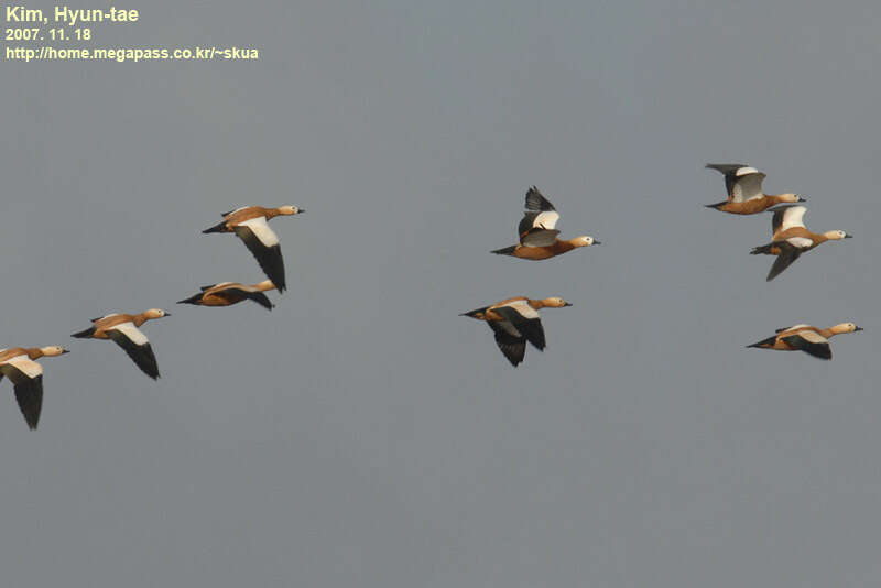 Image of Ruddy Shelduck