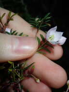 Image of Boronia floribunda Sieber ex Spreng.