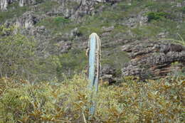 Pilosocereus fulvilanatus (Buining & Brederoo) F. Ritter的圖片