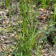 Plancia ëd Anisopogon