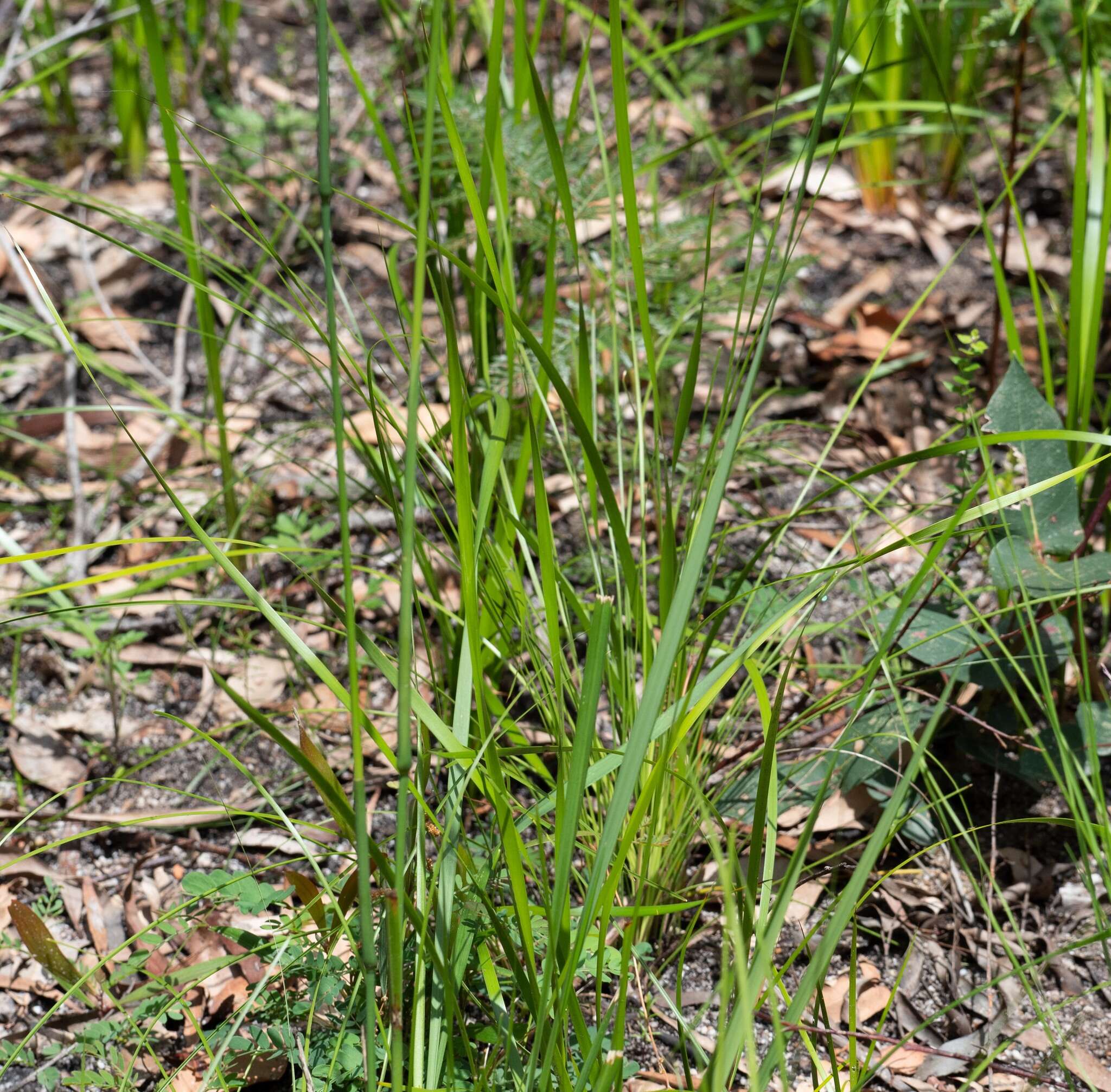 Anisopogon resmi