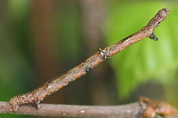 Image of large thorn