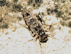 Image of Stimulopalpus japonicus Enderlein 1907