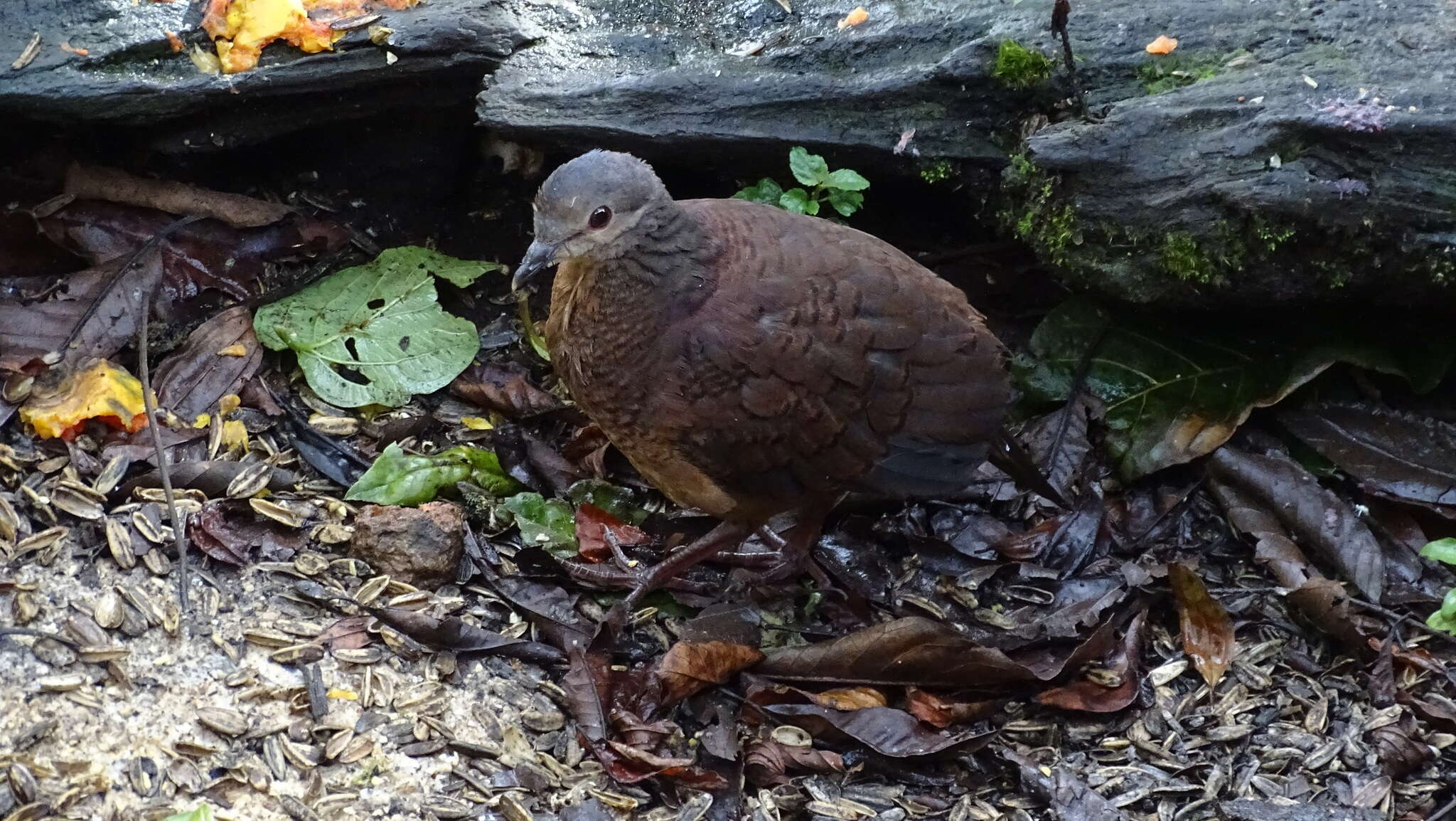 Image of Chiriqui Quail-Dove