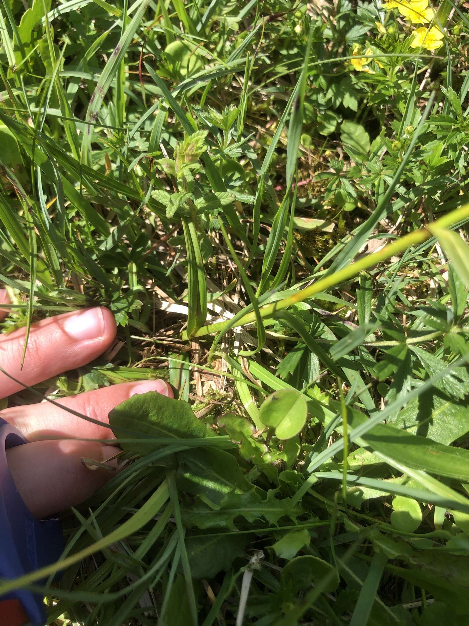 Image of broad-leaved cottongrass