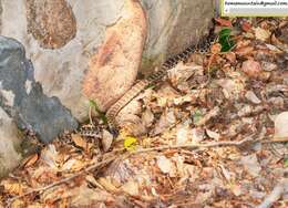 Image of Pere David's Rat Snake