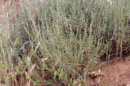 Image of little sagebrush