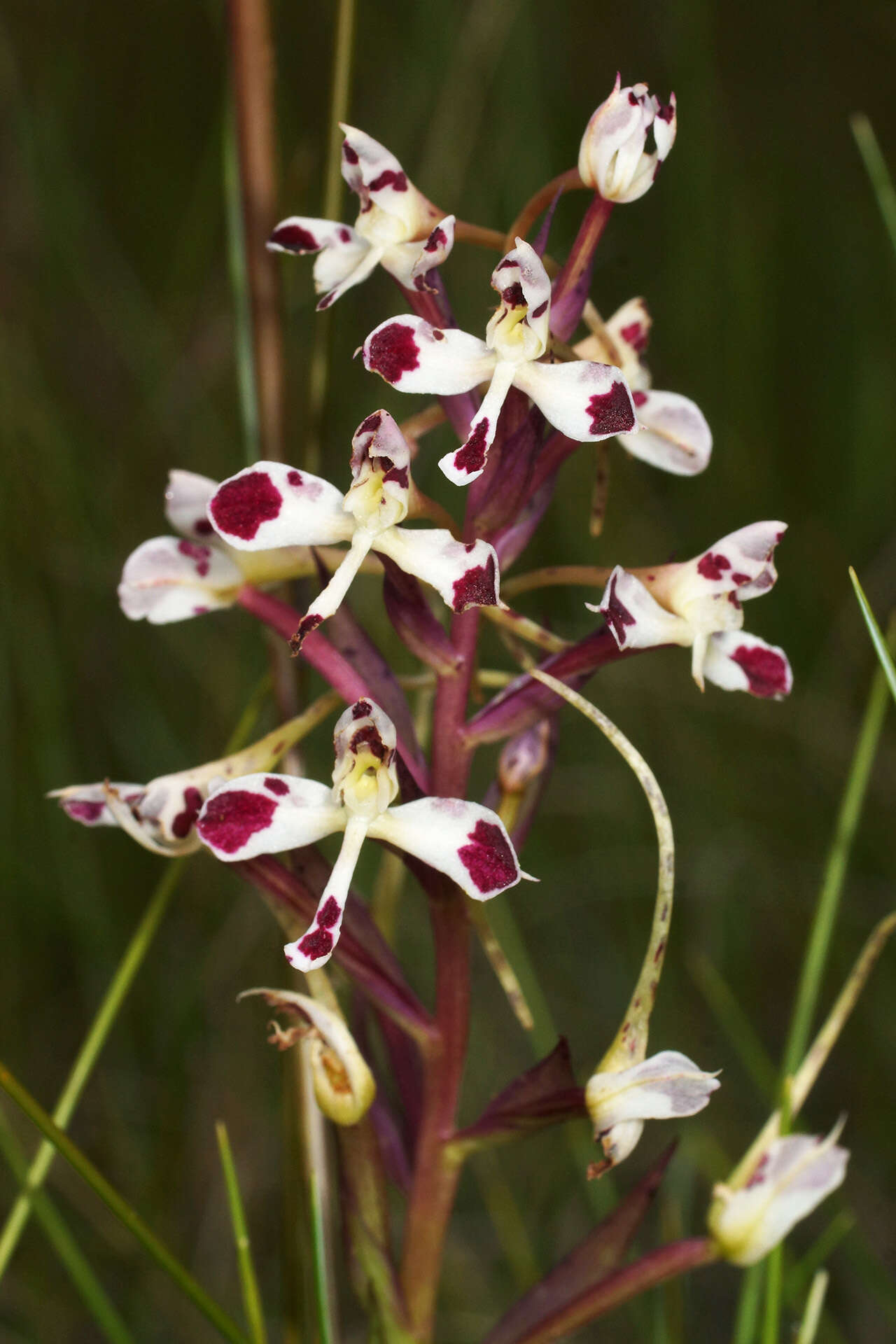 Image of Disa nivea H. P. Linder