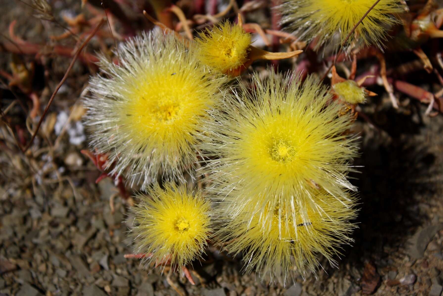 صورة Mesembryanthemum eurystigmatum Gerbaulet