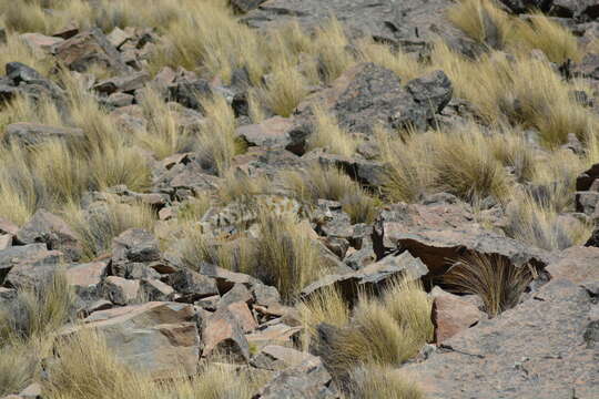 Image of Andean mountain cat