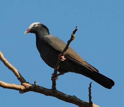 Image of White-crowned Pigeon