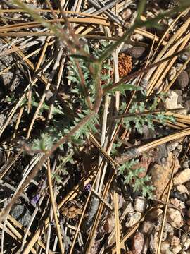 Image of fineflower gilia