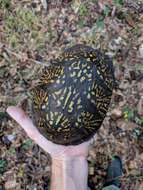 Image of Gulf Coast box turtle