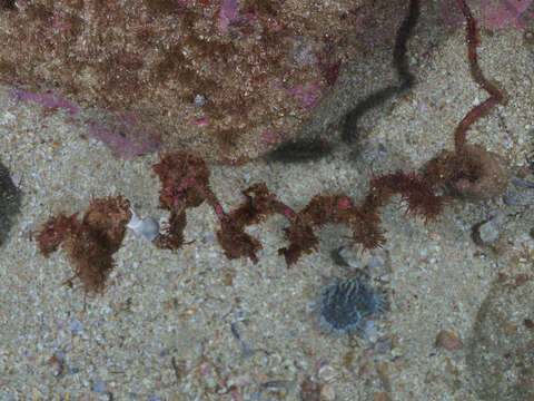 Image of jewel anemone