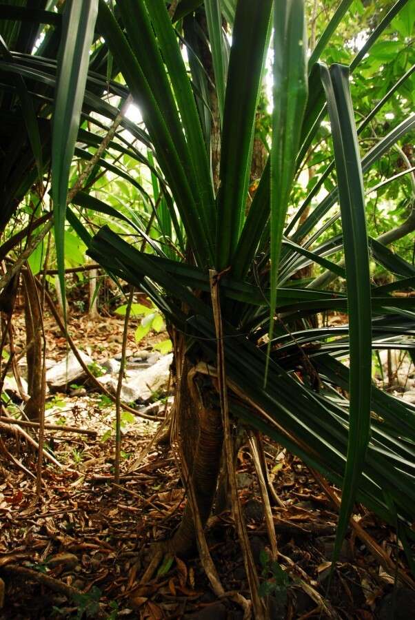 Image of Pandanus mayotteensis H. St. John