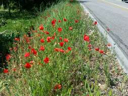 Image of corn poppy