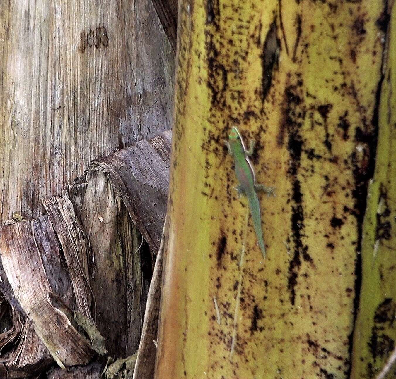 Слика од Phelsuma comorensis Boettger 1913