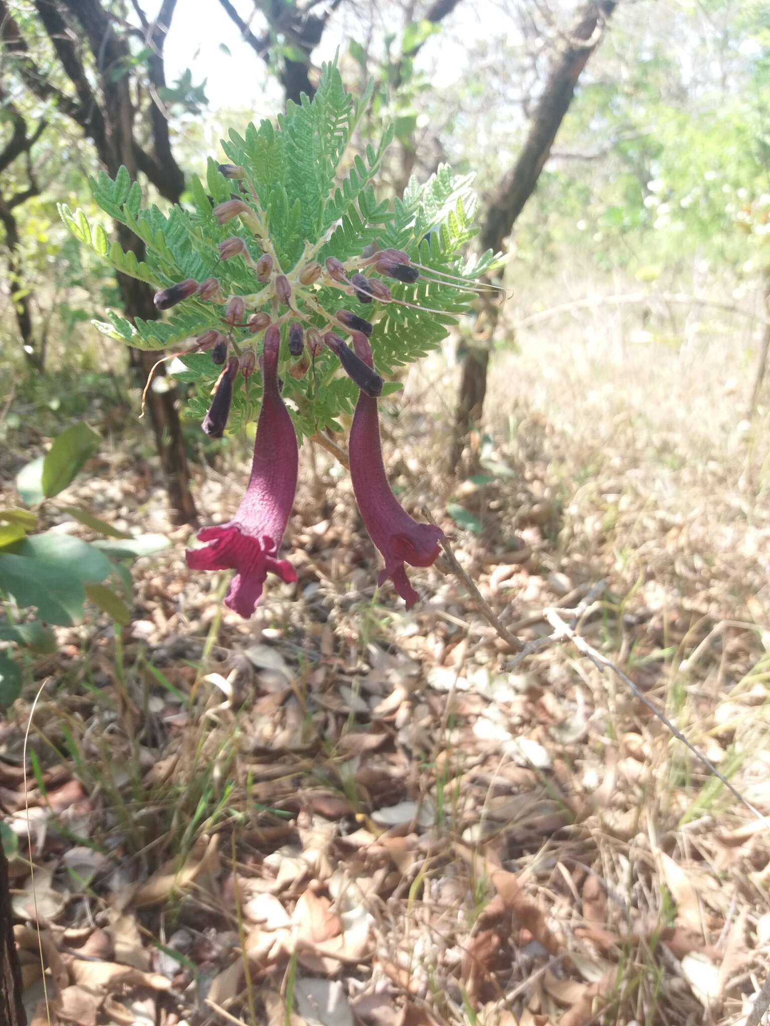 Image of Jacaranda ulei Bureau & K. Schum.