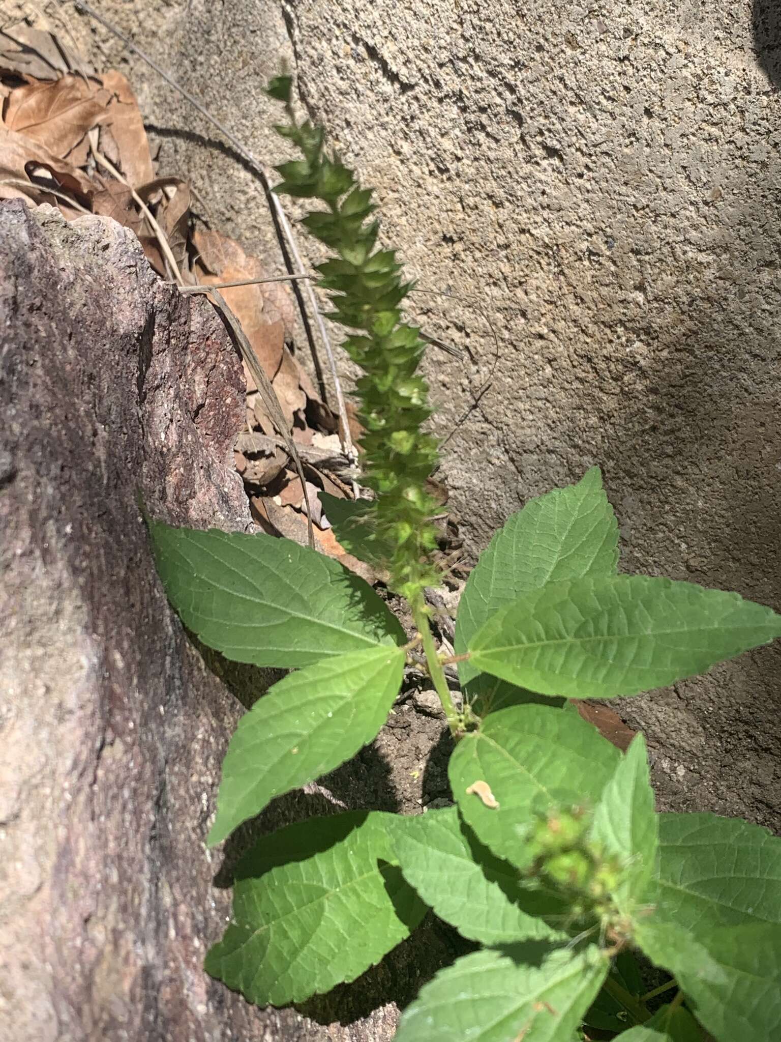 Imagem de Acalypha neomexicana Müll. Arg.