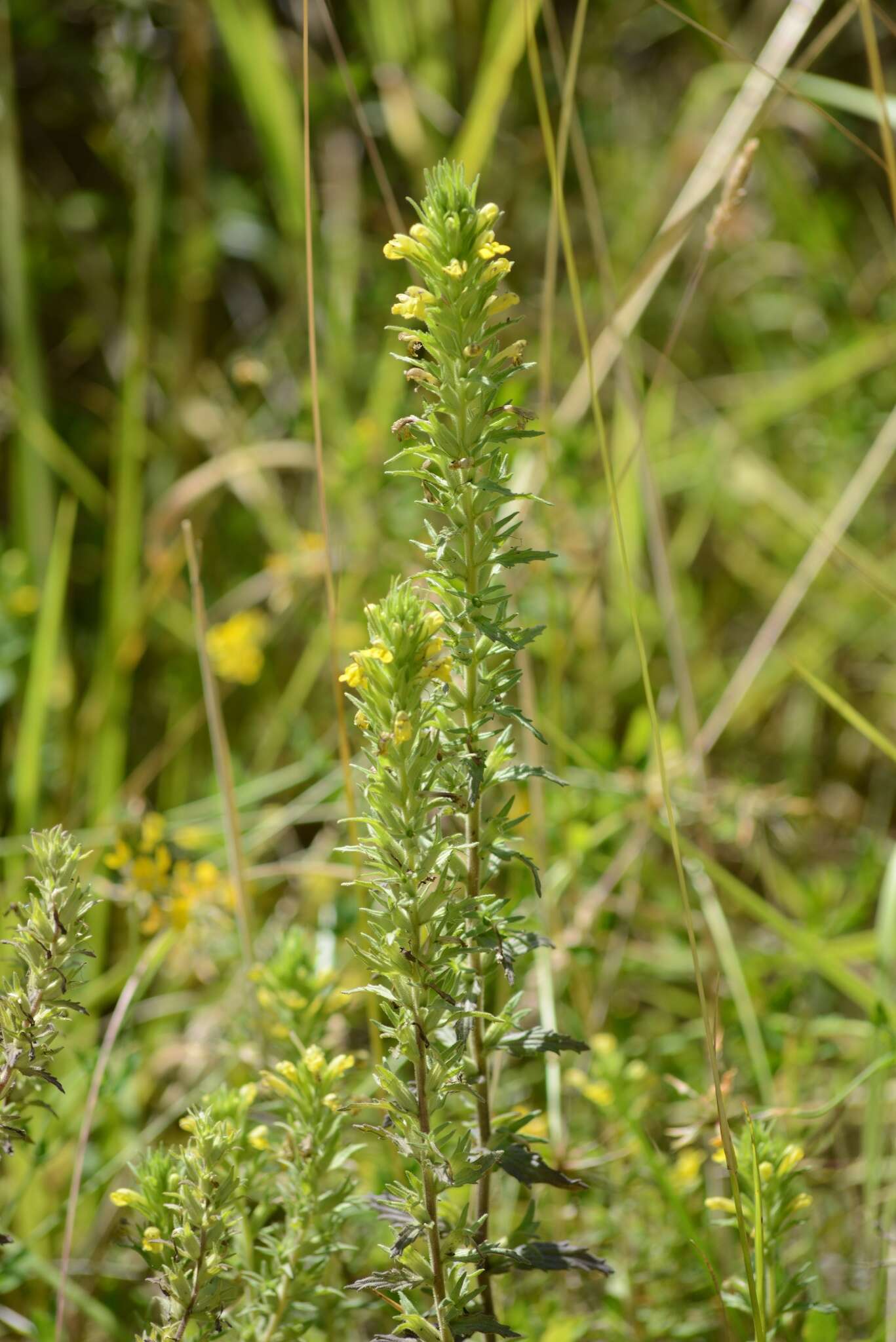 Image of Yellow Glandweed