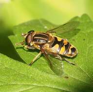 Image of Helophilus fasciatus Walker 1849