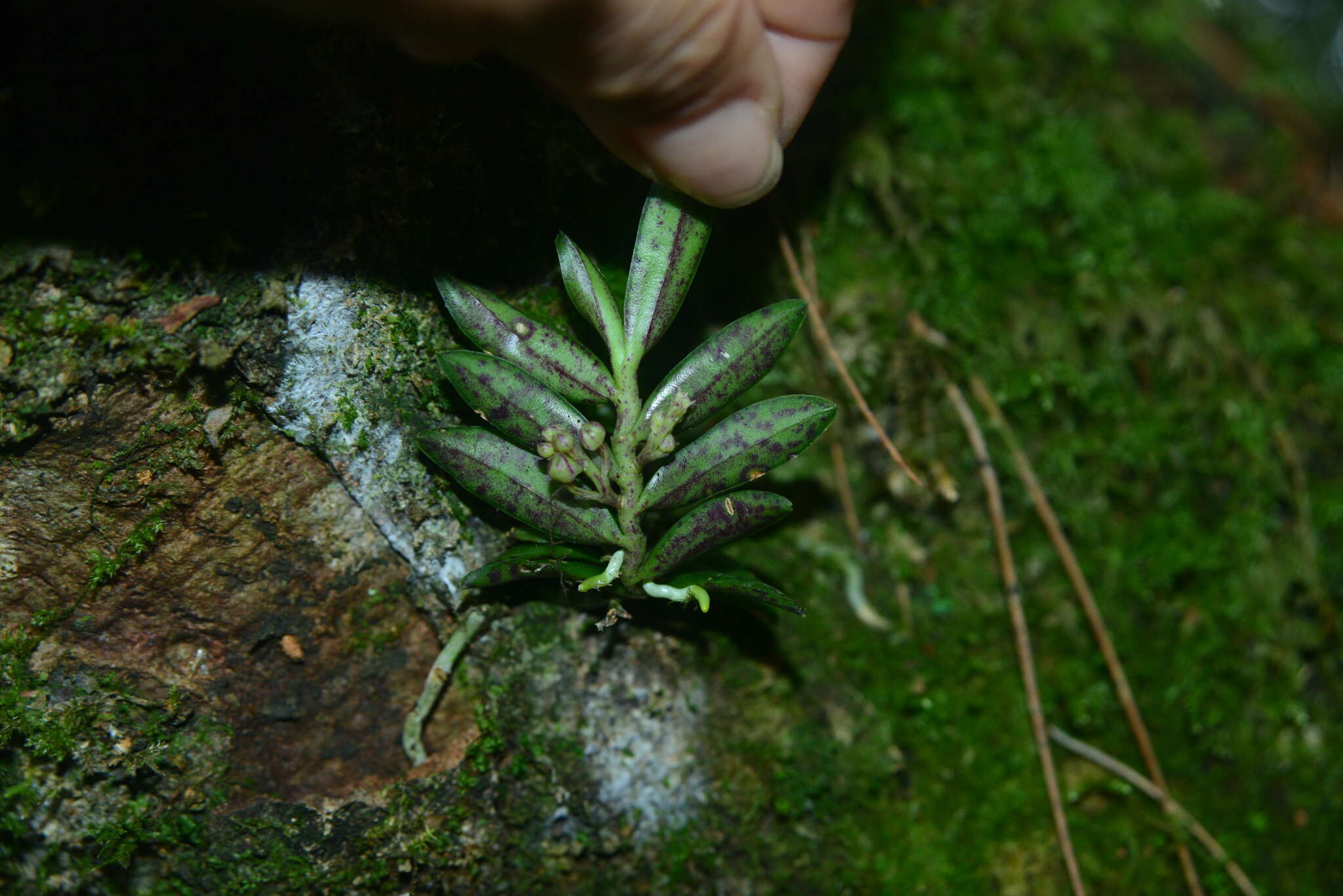 Image of Gastrochilus matsudae Hayata