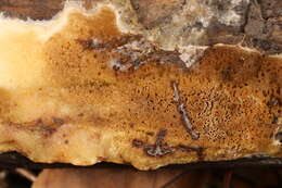 Image of Hydnomerulius pinastri (Fr.) Jarosch & Besl