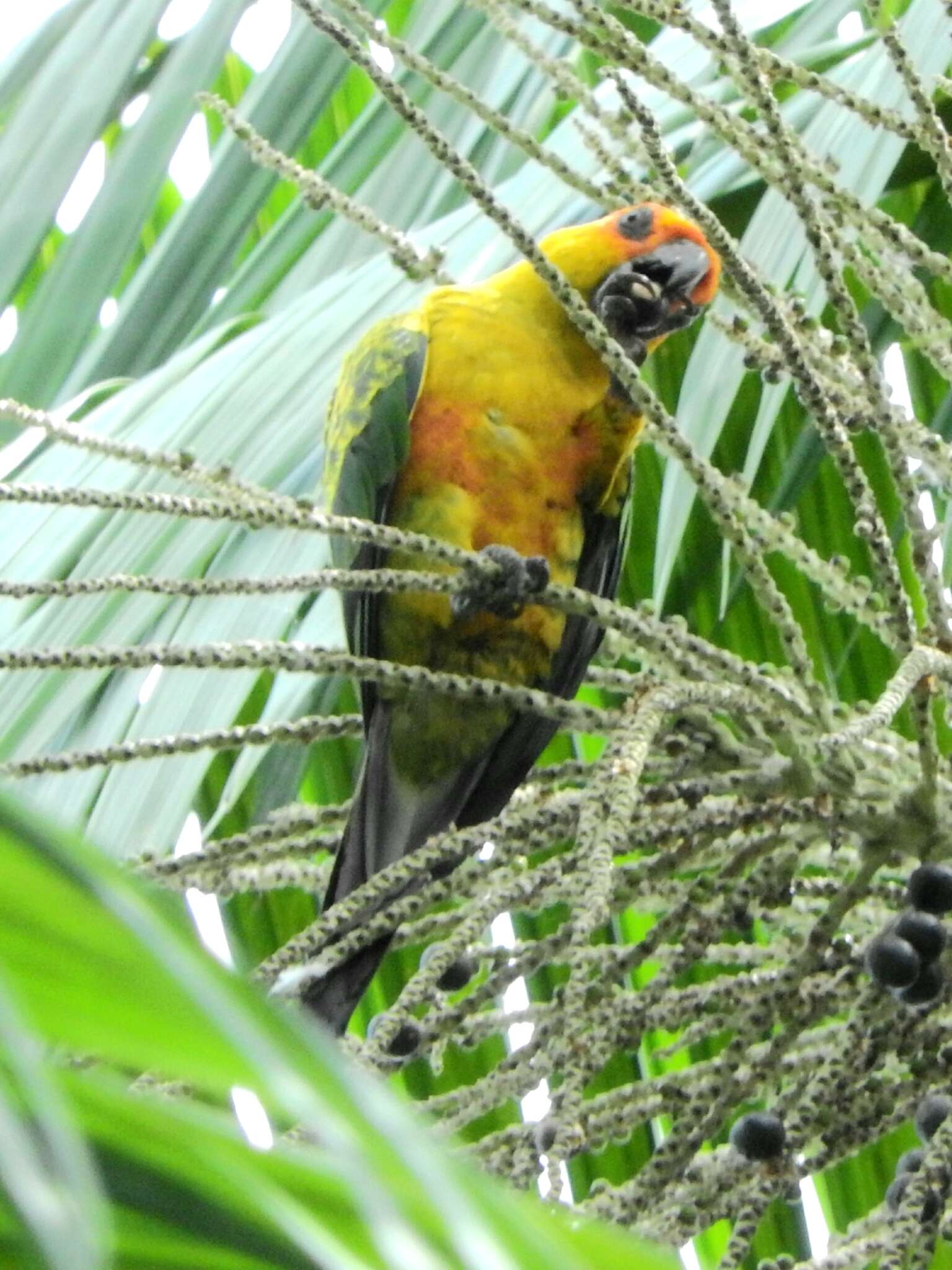 Image of Sulphur-breasted Parakeet